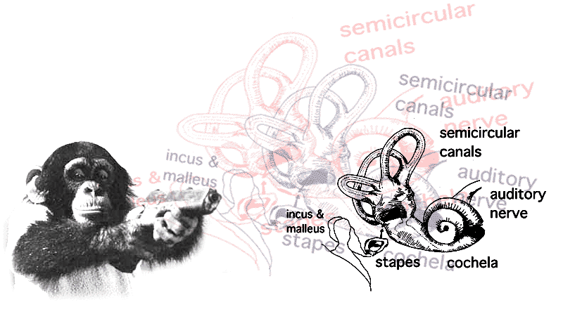 inner ear diagram